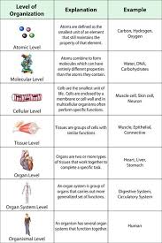 Show them how the mobile flow map activity will be carried out. Human Anatomy And Physiology Chapter 1 The Human Organism Biology College Biology Lessons Biology Classroom