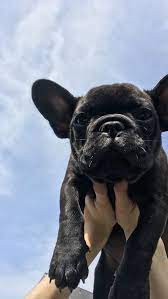 Maybe you would like to learn more about one of these? Black French Bulldog Puppy Now Living In Oregon Bulldog Puppies French Bulldog Puppies Black French Bulldog Puppy