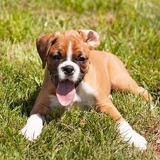 Good dog thoroughly vets every breeder to ensure they use responsible breeding practices for boxers. 1 Boxer Puppies For Sale In Seattle Wa Uptown Puppies