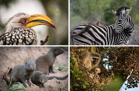 Diagram of the six possible types of symbiotic relationship, from mutual benefit to mutual harm. The Feeling Is Mutual Sabi Sabi Private Game Reserve