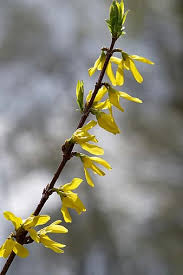 Bright yellow dandelion among the grass on a sunny day. Page 2 Royalty Free Flower Forsythia Photos Pikist