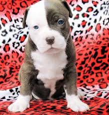 Xl lilac tri bully pitbull puppies for sale. American Pit Bull Terrier Puppies For Sale Phoenix Az 295294