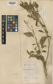 Image result for Physalis viscosa