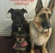 Check if salonchienschats.com is down or having other problems. Pas Chat Pas Chien Salon D Esthetique Et De Toilettage 12198 Av Copernic Montreal Qc