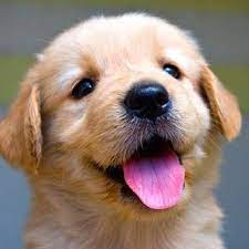 Free download hd quality lots to choose from. Puppies Google Zoeken Cute Puppies Puppies Cute Puppy Pictures