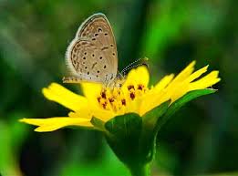 This is nothing but a case of pollination. The Symbiotic Relationship Of The Butterfly And Flower Steemit