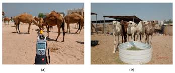 Now with v and ray route (another story) answers! Animals Free Full Text Application Of A Protocol To Assess Camel Welfare Scoring System Of Collected Measures Aggregated Assessment Indices And Criteria To Classify A Pen Html