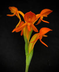 Image result for Platycoryne pervillei