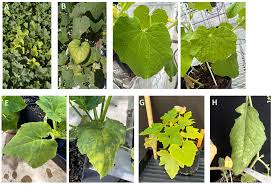 Image result for whitefly in cucumber