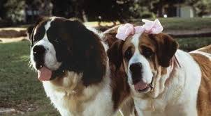 The film is the first in the beethoven film series. Movie Beethoven He Is A Rough Coat And Missy Is A Smooth Coat From Beethoven 2nd Movie San Bernard Saint Bernard Dogs