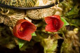 Image result for Stolzia kalkhof-roseae