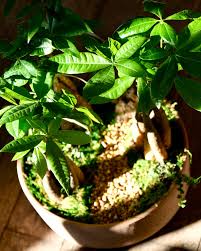 Image result for Pachira glabra