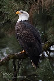 Birds Of North Idaho The Best In Photography Bald Eagle Eagle Pictures Bald Eagle Photography