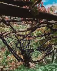 Tree fish farm si paga. Tenuta San Francesco Winery Home Facebook