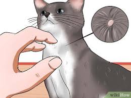 If your cat has a bad reaction to a cat flea product you should tell the veterinary medicines directorate. How To Check Cats For Fleas 13 Steps With Pictures Wikihow Pet
