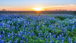 Texas bluebonnets cover texas fields with a blanket of blue in spring. Where To See Wildflowers By Austin Tx Texas Wildflowers Visit Austin Tx