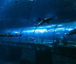 Realm of the eels from newport aquarium on vimeo. Oregon Coast Aquarium Shark Cam Live Beaches