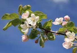 pomme fleur pommier printemps photographie de peinture fleurs coloriage pokemon dur