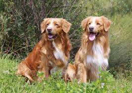 Loved children, people, and other dogs. Nova Scotia Duck Tolling Retriever Kurzbeschreibung Deutscher Retriever Club E V