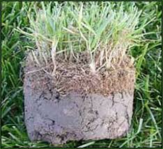 Maybe you would like to learn more about one of these? Mechanical Slit Seeding Dethatching Eco Gro Lawn Care