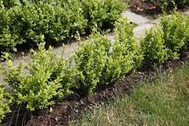 Buche und hainbuche sind zwei einheimische laubbäume und werden aufgrund des namens oft miteinander verwechselt. Buchsbaumhecken Pflanzen Und Pflegen Mein Schoner Garten