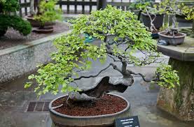 Chinese Elm Bonsai Care Guide Resources And A Guide For Caring For Your Chinese Elm Bonsai Tree Chinese Elm Bonsai Bonsai Care Elm Bonsai