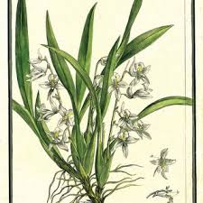 Image result for Polystachya cribbiana