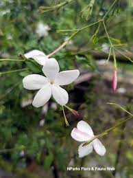 Image result for Jasminum pauciflorum