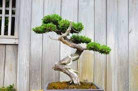 Once a tree has been bought or grown for the purpose of making a bonsai, the next step is to train, shape and style it. Growing A Bonsai Tree In India Beginner S Guide