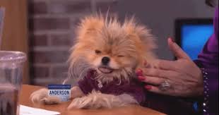 This One Of Him Doing This Baby Animal Videos Baby Animals Funny Cute Dogs