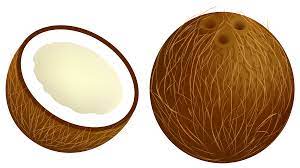 Coconut Png Vector Clipart Image Gallery Yopriceville High Quality Images And Transparent Png Free Clipart Clip Art Coconut Fruit Picture