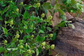 Image result for Barleria crossandriformis