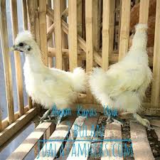 Ayam Kapas Usia 2 Bulan Sudah Kirim Pesanan Bapak Supri Di Kudus Silahkan Pesan Sekarang Kami Bisa Mengirimkan Ke Seluru Animals Views Photo