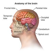 It's made up of two lobes of lymphoid tissue. Magnetic Resonance Imaging Mri Of The Spine And Brain Johns Hopkins Medicine