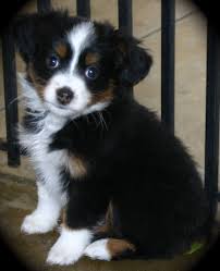Black And Tan Australian Shepherd Puppies Stella Bethany S Puppy Australian Shepherd Puppies Australian Shepherd Miniature Australian Shepherd