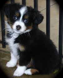 The dog breed originated during the late 1960s in california when they were crossed with smaller, unregistered dogs thought to be australian shepherds. Cute Mini Australian Shepherd Puppies Puppy Dog Pictures Australian Shepherd Puppies Miniature Australian Shepherd