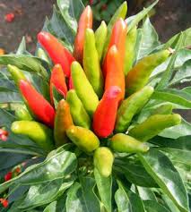 Product The Chile Pepper Institute Stuffed Peppers Tomato Cultivation Chile Pepper