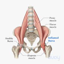 This deep muscle begins in the low back and pelvis and it passes by the front of the hip area and goes down toward the inner edge of the knee. Iliopsoas Bursitis Causes Symptoms The Best Treatment