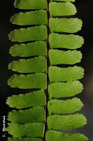 Image result for Asplenium normale
