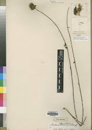 Image result for Bidens oligoflora