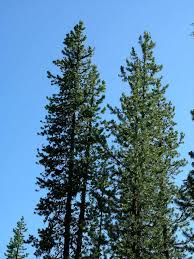 Image result for Landolphia incerta