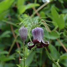 Learn more about blue jasmine. Swamp Leather Flower Clematis Crispa In Frankfort Chicago St Johns Tinley Joliet Orland Illinois Il At Alsip Home And Nursery