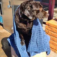 The dog wash, in arlington texas, is the place! Magic Mist Car Wash 19 Photos Car Wash 195 W 24th St Yuma Az Phone Number