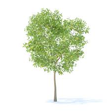 Pear Tree With Fruits 3d Model 3 7m Tree Pear Fruits Model Pear Trees Tree Pear Fruit