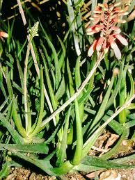 Image result for Aloe inyangensis