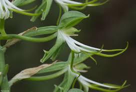 Image result for Bonatea antennifera