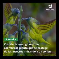 Image result for Crotalaria comosa