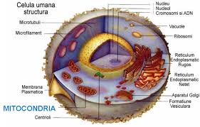If playback doesn't begin shortly, try restarting your device. Mitocondriile Centralele Electrice Din Interiorul Celulelor Care Produc Energie Trezireainteligentei Ro