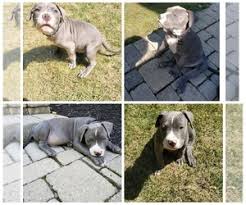 Heip with fencing, vaccinations, spay/neuter. View Ad American Pit Bull Terrier Litter Of Puppies For Sale Near Michigan Canton Usa Adn 151624