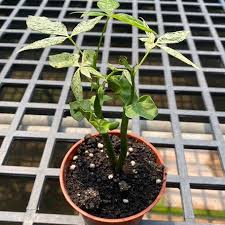 Image result for Pachira glabra